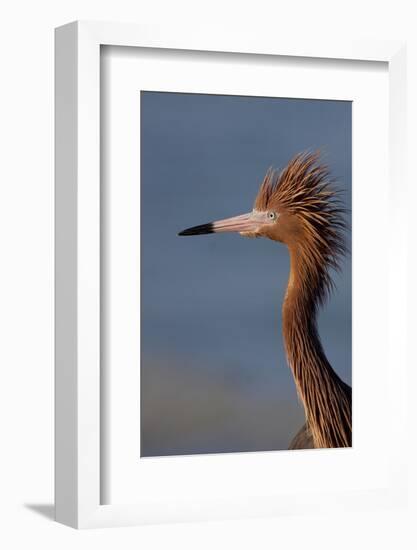 Portrait of Reddish Egret (Egretta Rufescens)-Lynn M^ Stone-Framed Photographic Print