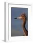 Portrait of Reddish Egret (Egretta Rufescens)-Lynn M^ Stone-Framed Photographic Print