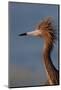 Portrait of Reddish Egret (Egretta Rufescens)-Lynn M^ Stone-Mounted Photographic Print