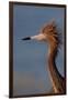 Portrait of Reddish Egret (Egretta Rufescens)-Lynn M^ Stone-Framed Photographic Print