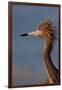 Portrait of Reddish Egret (Egretta Rufescens)-Lynn M^ Stone-Framed Photographic Print