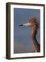 Portrait of Reddish Egret (Egretta Rufescens)-Lynn M^ Stone-Framed Photographic Print