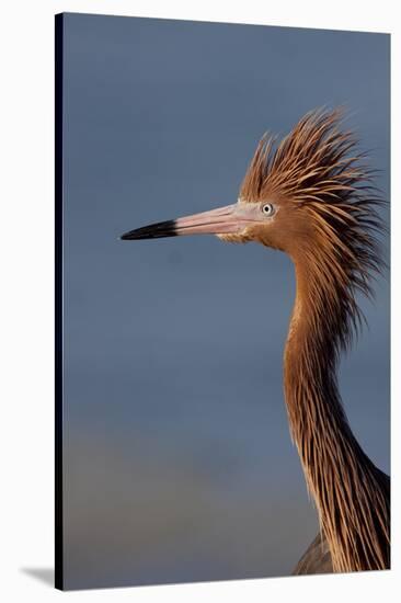 Portrait of Reddish Egret (Egretta Rufescens)-Lynn M^ Stone-Stretched Canvas