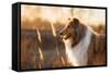 Portrait of Rough Collie at Sunset-Grigorita Ko-Framed Stretched Canvas
