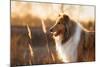 Portrait of Rough Collie at Sunset-Grigorita Ko-Mounted Photographic Print