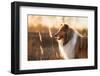 Portrait of Rough Collie at Sunset-Grigorita Ko-Framed Photographic Print