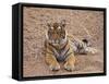 Portrait of Royal Bengal Tiger, Ranthambhor National Park, India-Jagdeep Rajput-Framed Stretched Canvas