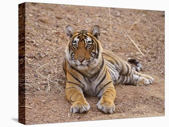 Portrait of Royal Bengal Tiger, Ranthambhor National Park, India-Jagdeep Rajput-Stretched Canvas