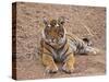 Portrait of Royal Bengal Tiger, Ranthambhor National Park, India-Jagdeep Rajput-Stretched Canvas