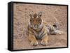 Portrait of Royal Bengal Tiger, Ranthambhor National Park, India-Jagdeep Rajput-Framed Stretched Canvas