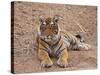 Portrait of Royal Bengal Tiger, Ranthambhor National Park, India-Jagdeep Rajput-Stretched Canvas