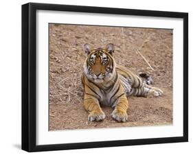 Portrait of Royal Bengal Tiger, Ranthambhor National Park, India-Jagdeep Rajput-Framed Premium Photographic Print