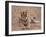 Portrait of Royal Bengal Tiger, Ranthambhor National Park, India-Jagdeep Rajput-Framed Premium Photographic Print