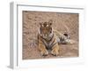 Portrait of Royal Bengal Tiger, Ranthambhor National Park, India-Jagdeep Rajput-Framed Premium Photographic Print