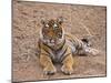 Portrait of Royal Bengal Tiger, Ranthambhor National Park, India-Jagdeep Rajput-Mounted Premium Photographic Print