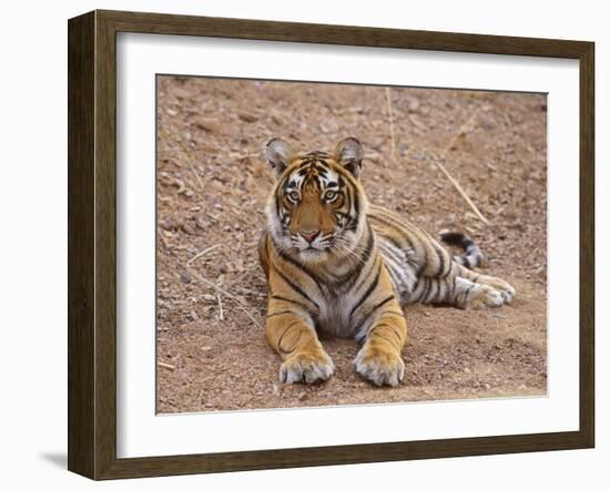 Portrait of Royal Bengal Tiger, Ranthambhor National Park, India-Jagdeep Rajput-Framed Photographic Print