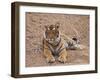 Portrait of Royal Bengal Tiger, Ranthambhor National Park, India-Jagdeep Rajput-Framed Photographic Print