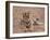 Portrait of Royal Bengal Tiger, Ranthambhor National Park, India-Jagdeep Rajput-Framed Photographic Print