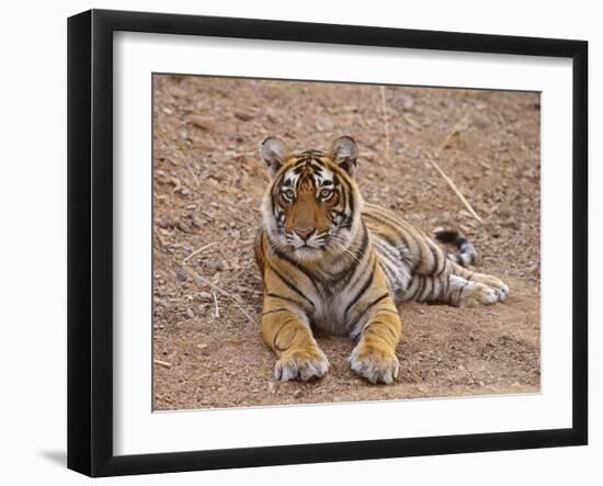 Portrait of Royal Bengal Tiger, Ranthambhor National Park, India-Jagdeep Rajput-Framed Photographic Print