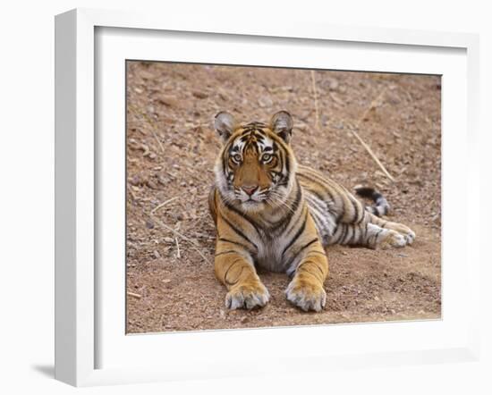 Portrait of Royal Bengal Tiger, Ranthambhor National Park, India-Jagdeep Rajput-Framed Photographic Print