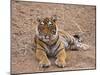 Portrait of Royal Bengal Tiger, Ranthambhor National Park, India-Jagdeep Rajput-Mounted Photographic Print