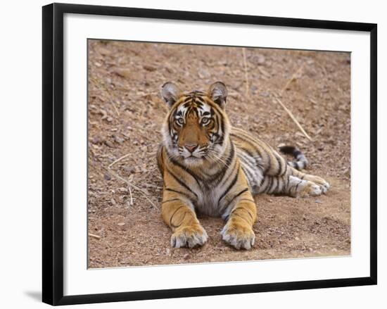 Portrait of Royal Bengal Tiger, Ranthambhor National Park, India-Jagdeep Rajput-Framed Photographic Print