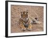 Portrait of Royal Bengal Tiger, Ranthambhor National Park, India-Jagdeep Rajput-Framed Photographic Print