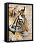 Portrait of Royal Bengal Tiger, Ranthambhor National Park, India-Jagdeep Rajput-Framed Stretched Canvas