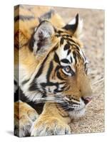 Portrait of Royal Bengal Tiger, Ranthambhor National Park, India-Jagdeep Rajput-Stretched Canvas