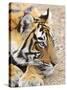 Portrait of Royal Bengal Tiger, Ranthambhor National Park, India-Jagdeep Rajput-Stretched Canvas