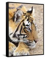 Portrait of Royal Bengal Tiger, Ranthambhor National Park, India-Jagdeep Rajput-Framed Stretched Canvas