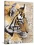 Portrait of Royal Bengal Tiger, Ranthambhor National Park, India-Jagdeep Rajput-Stretched Canvas