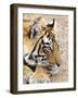 Portrait of Royal Bengal Tiger, Ranthambhor National Park, India-Jagdeep Rajput-Framed Photographic Print