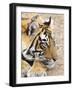 Portrait of Royal Bengal Tiger, Ranthambhor National Park, India-Jagdeep Rajput-Framed Photographic Print