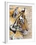 Portrait of Royal Bengal Tiger, Ranthambhor National Park, India-Jagdeep Rajput-Framed Photographic Print