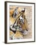 Portrait of Royal Bengal Tiger, Ranthambhor National Park, India-Jagdeep Rajput-Framed Photographic Print