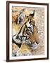 Portrait of Royal Bengal Tiger, Ranthambhor National Park, India-Jagdeep Rajput-Framed Photographic Print