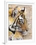 Portrait of Royal Bengal Tiger, Ranthambhor National Park, India-Jagdeep Rajput-Framed Photographic Print