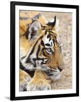 Portrait of Royal Bengal Tiger, Ranthambhor National Park, India-Jagdeep Rajput-Framed Photographic Print