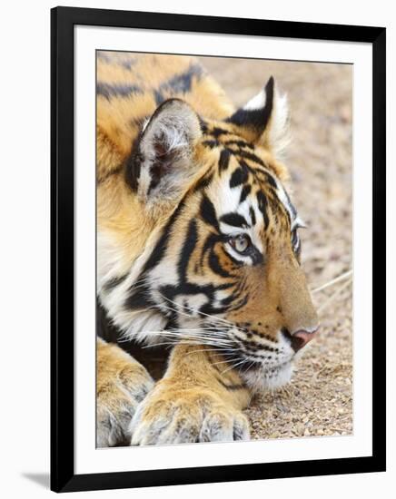 Portrait of Royal Bengal Tiger, Ranthambhor National Park, India-Jagdeep Rajput-Framed Photographic Print
