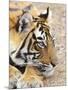 Portrait of Royal Bengal Tiger, Ranthambhor National Park, India-Jagdeep Rajput-Mounted Photographic Print