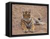 Portrait of Royal Bengal Tiger, Ranthambhor National Park, India-Jagdeep Rajput-Framed Stretched Canvas