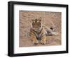 Portrait of Royal Bengal Tiger, Ranthambhor National Park, India-Jagdeep Rajput-Framed Photographic Print