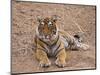 Portrait of Royal Bengal Tiger, Ranthambhor National Park, India-Jagdeep Rajput-Mounted Photographic Print