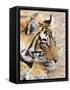 Portrait of Royal Bengal Tiger, Ranthambhor National Park, India-Jagdeep Rajput-Framed Stretched Canvas