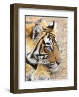 Portrait of Royal Bengal Tiger, Ranthambhor National Park, India-Jagdeep Rajput-Framed Photographic Print