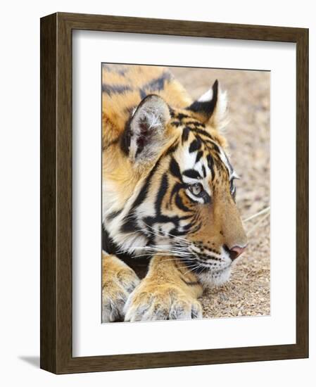 Portrait of Royal Bengal Tiger, Ranthambhor National Park, India-Jagdeep Rajput-Framed Photographic Print