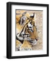 Portrait of Royal Bengal Tiger, Ranthambhor National Park, India-Jagdeep Rajput-Framed Photographic Print