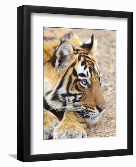 Portrait of Royal Bengal Tiger, Ranthambhor National Park, India-Jagdeep Rajput-Framed Photographic Print