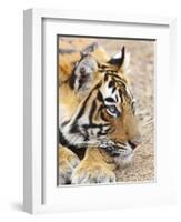 Portrait of Royal Bengal Tiger, Ranthambhor National Park, India-Jagdeep Rajput-Framed Photographic Print